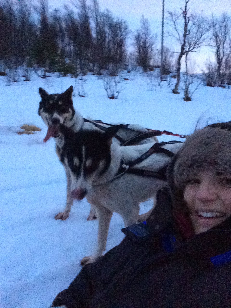 husky dog sledding Tromso